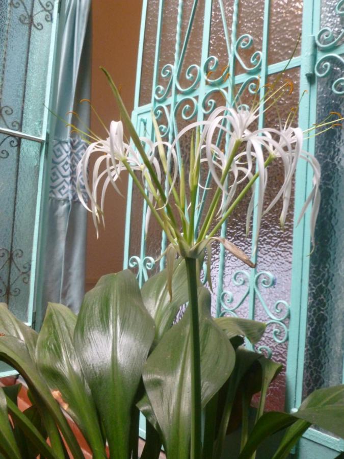 La Casona Azul Bed & Breakfast Lima Luaran gambar